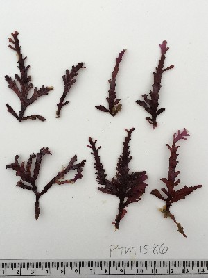  (Lithophyllum dispar - PTM-1586)  @11 [ ] CreativeCommons - Attribution No Derivatives (2017) Patrick T. Martone University of British Columbia