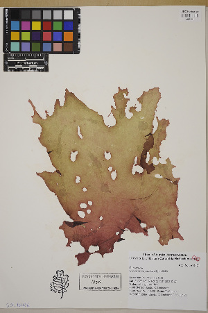  ( - SCL16406)  @11 [ ] CreativeCommons Attribution Non-Commercial No Derivatives (2019) Sandra Lindstrom University of British Columbia