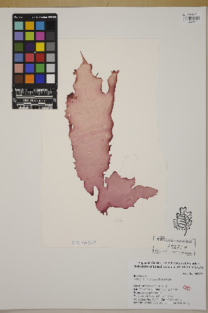  ( - SCL16519)  @11 [ ] CreativeCommons Attribution Non-Commercial No Derivatives (2019) Sandra Lindstrom University of British Columbia