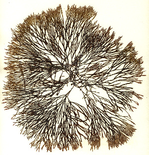  ( - SCL12771)  @11 [ ] CreativeCommons Attribution Non-Commercial No Derivatives (2019) Sandra Lindstrom University of British Columbia