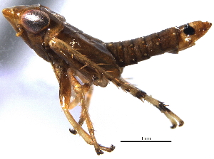  (Scaphoideus n-sp. D - CNC#HEM 406226)  @12 [ ] CreativeCommons - Attribution (2014) CBG Photography Group Centre for Biodiversity Genomics