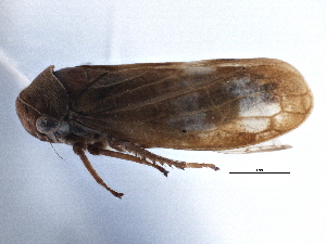 (Oncopsis abietis - CNC#HEM305586)  @11 [ ] CreativeCommons - Attribution (2014) CBG Photography Group Centre for Biodiversity Genomics