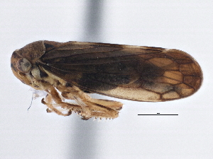  (Oncopsis quebecensis - CNC#HEM305632)  @12 [ ] CreativeCommons - Attribution (2014) CBG Photography Group Centre for Biodiversity Genomics