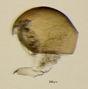  ( - BarCrust 115)  @11 [ ] CreativeCommons - Attribution Non-Commercial Share-Alike (2015) A. Hobæk Norwegian Institute for Water Research