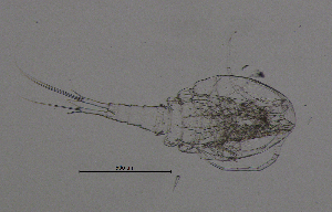  (Eucyclops denticulatus - BarCrust 177)  @11 [ ] CreativeCommons - Attribution Non-Commercial Share-Alike (2015) A. Hobæk Norwegian Institute for Water Research