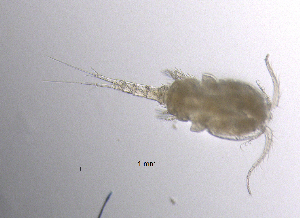  (Eucyclops cf. speratus - BarCrust 210)  @11 [ ] CreativeCommons - Attribution Non-Commercial Share-Alike (2015) A. Hobæk Norwegian Institute for Water Research