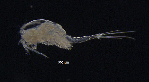  (Eucyclops serrulatus - BarCrust 215)  @11 [ ] CreativeCommons - Attribution Non-Commercial Share-Alike (2015) A. Hobæk Norwegian Institute for Water Research