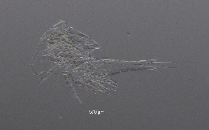  ( - BarCrust 236)  @11 [ ] CreativeCommons - Attribution Non-Commercial Share-Alike (2015) A. Hobæk Norwegian Institute for Water Research