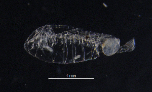  ( - BarCrust 257)  @11 [ ] CreativeCommons - Attribution Non-Commercial Share-Alike (2015) A. Hobæk Norwegian Institute for Water Research