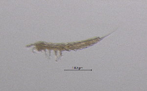  (Parastenocaris brevipes - BarCrust 271)  @11 [ ] CreativeCommons - Attribution Non-Commercial Share-Alike (2015) A. Hobæk Norwegian Institute for Water Research