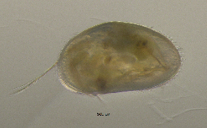  ( - BarCrust 337)  @11 [ ] CreativeCommons - Attribution Non-Commercial Share-Alike (2015) A. Hobæk Norwegian Institute for Water Research