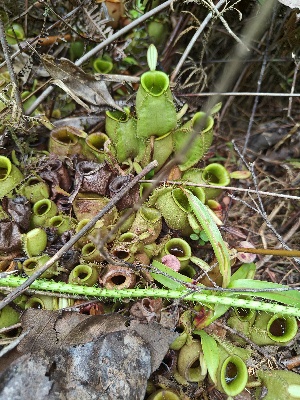  (Nepenthes ampullaria - NAG AHU)  @11 [ ] by-nc-sa (2023) Edward Entalai Universiti Putra Malaysia