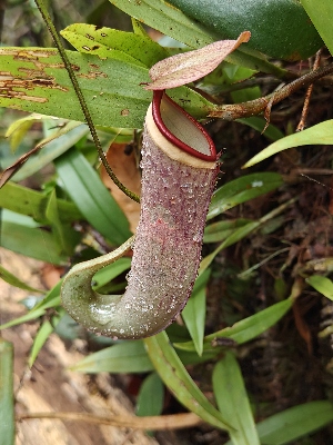  (Nepenthes albomarginata - NAM GJ)  @11 [ ] by-nc-sa (2024) Edward Entalai Universiti Putra Malaysia