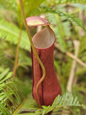  (Nepenthes gracilis - NGR AHU)  @11 [ ] by-nc-sa (2023) Edward Entalai Universiti Putra Malaysia