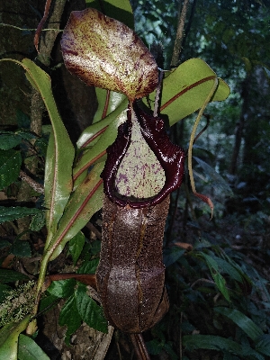  (Nepenthes kelantanensis - NK GB)  @11 [ ] by-nc-sa (2024) Edward Entalai Universiti Putra Malaysia