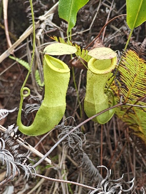  (Nepenthes mirabilis - NM AHU)  @11 [ ] by-nc-sa (2023) Edward Entalai Universiti Putra Malaysia