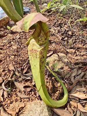  (Nepenthes rafflesiana - NRGF AHU)  @11 [ ] by-nc-sa (2023) Edward Entalai Universiti Putra Malaysia