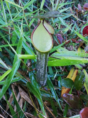  (Nepenthes ramispina - NR GCC)  @11 [ ] by-nc-sa (2023) Edward Entalai Universiti Putra Malaysia