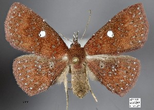  (Antapistis leucospila - STRI_ENT_0124298)  @11 [ ] CreativeCommons - Attribution Share - Alike (2023) Smithsonian Tropical Research Institute Photography Group Smithsonian Tropical Research Institute