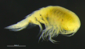 ( - 1-10S_Syno4_2012_1)  @11 [ ] CreativeCommons  Attribution Non-Commercial Share-Alike (2021) Anna Jazdzewska University of Lodz, Dept of Invertebrate Zoology and Hydrobiology