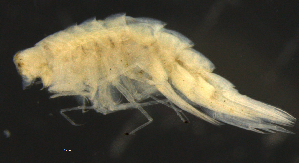  ( - 11-9S_Syno10_2012_1)  @11 [ ] CreativeCommons  Attribution Non-Commercial Share-Alike (2021) Anna Jazdzewska University of Lodz, Dept of Invertebrate Zoology and Hydrobiology