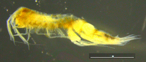 ( - 11-9S_Syno5_2012_2)  @11 [ ] CreativeCommons  Attribution Non-Commercial Share-Alike (2021) Anna Jazdzewska University of Lodz, Dept of Invertebrate Zoology and Hydrobiology