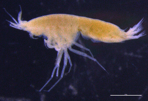  ( - 12-4S_Pard11_2012_1)  @11 [ ] CreativeCommons  Attribution Non-Commercial Share-Alike (2021) Anna Jazdzewska University of Lodz, Dept of Invertebrate Zoology and Hydrobiology