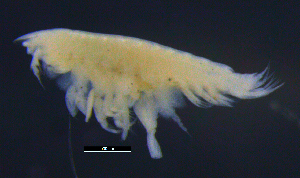  ( - 2-9S_Harp6_2012_1)  @11 [ ] CreativeCommons  Attribution Non-Commercial Share-Alike (2021) Anna Jazdzewska University of Lodz, Dept of Invertebrate Zoology and Hydrobiology