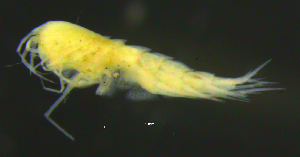  ( - 2-9S_Syno10_2012_5)  @11 [ ] CreativeCommons  Attribution Non-Commercial Share-Alike (2021) Anna Jazdzewska University of Lodz, Dept of Invertebrate Zoology and Hydrobiology