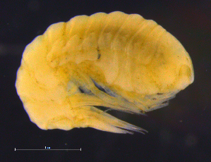  ( - 3-9S_Syno8_2012_3)  @11 [ ] CreativeCommons  Attribution Non-Commercial Share-Alike (2021) Anna Jazdzewska University of Lodz, Dept of Invertebrate Zoology and Hydrobiology