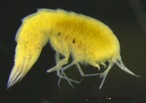  ( - 4-3S_Syno4_2012_3)  @11 [ ] CreativeCommons  Attribution Non-Commercial Share-Alike (2021) Anna Jazdzewska University of Lodz, Dept of Invertebrate Zoology and Hydrobiology