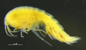  ( - 4-3S_Syno4_2012_4)  @11 [ ] CreativeCommons  Attribution Non-Commercial Share-Alike (2021) Anna Jazdzewska University of Lodz, Dept of Invertebrate Zoology and Hydrobiology