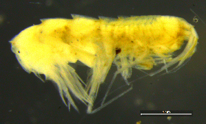  ( - 4-3S_Syno5_2012_1)  @11 [ ] CreativeCommons  Attribution Non-Commercial Share-Alike (2021) Anna Jazdzewska University of Lodz, Dept of Invertebrate Zoology and Hydrobiology