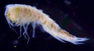  ( - 5-9S_Syno10_2012_1)  @11 [ ] CreativeCommons  Attribution Non-Commercial Share-Alike (2021) Anna Jazdzewska University of Lodz, Dept of Invertebrate Zoology and Hydrobiology