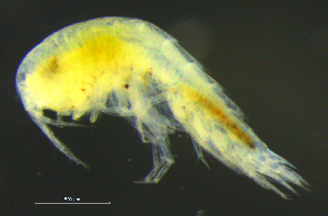  ( - 5-9S_Syno4_2012_6)  @11 [ ] CreativeCommons  Attribution Non-Commercial Share-Alike (2021) Anna Jazdzewska University of Lodz, Dept of Invertebrate Zoology and Hydrobiology