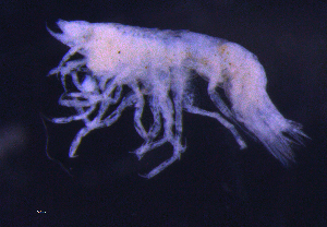  ( - 5-9S_Vale1_2012_1)  @11 [ ] CreativeCommons  Attribution Non-Commercial Share-Alike (2021) Anna Jazdzewska University of Lodz, Dept of Invertebrate Zoology and Hydrobiology