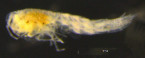  ( - 7-9S_Syno10_2012_2)  @11 [ ] CreativeCommons  Attribution Non-Commercial Share-Alike (2021) Anna Jazdzewska University of Lodz, Dept of Invertebrate Zoology and Hydrobiology