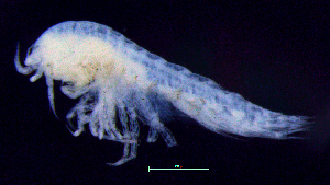  ( - 7-9S_Syno3_2012_6)  @11 [ ] CreativeCommons  Attribution Non-Commercial Share-Alike (2021) Anna Jazdzewska University of Lodz, Dept of Invertebrate Zoology and Hydrobiology