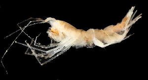  ( - 77S_Pard_2016_176U)  @11 [ ] CreativeCommons  Attribution Non-Commercial Share-Alike (2021) Anna Jazdzewska University of Lodz, Dept of Invertebrate Zoology and Hydrobiology