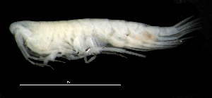  ( - 8-9E_Syno2_2012_1)  @11 [ ] CreativeCommons  Attribution Non-Commercial Share-Alike (2021) Anna Jazdzewska University of Lodz, Dept of Invertebrate Zoology and Hydrobiology