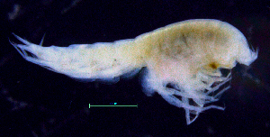  ( - 8-9S_Syno3_2012_1)  @11 [ ] CreativeCommons  Attribution Non-Commercial Share-Alike (2021) Anna Jazdzewska University of Lodz, Dept of Invertebrate Zoology and Hydrobiology