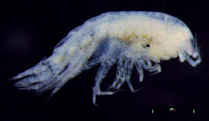  ( - 8-9S_Syno3_2012_10)  @11 [ ] CreativeCommons  Attribution Non-Commercial Share-Alike (2021) Anna Jazdzewska University of Lodz, Dept of Invertebrate Zoology and Hydrobiology