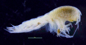  ( - 8-9S_Syno3_2012_4)  @11 [ ] CreativeCommons  Attribution Non-Commercial Share-Alike (2021) Anna Jazdzewska University of Lodz, Dept of Invertebrate Zoology and Hydrobiology