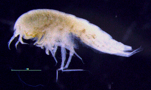  ( - 8-9S_Syno3_2012_5)  @11 [ ] CreativeCommons  Attribution Non-Commercial Share-Alike (2021) Anna Jazdzewska University of Lodz, Dept of Invertebrate Zoology and Hydrobiology