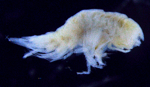  ( - 8-9S_Syno3_2012_6)  @11 [ ] CreativeCommons  Attribution Non-Commercial Share-Alike (2021) Anna Jazdzewska University of Lodz, Dept of Invertebrate Zoology and Hydrobiology