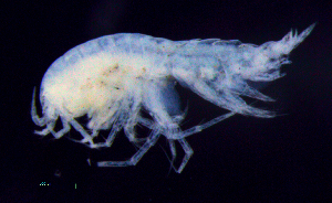  ( - 8-9S_Syno3_2012_8)  @11 [ ] CreativeCommons  Attribution Non-Commercial Share-Alike (2021) Anna Jazdzewska University of Lodz, Dept of Invertebrate Zoology and Hydrobiology