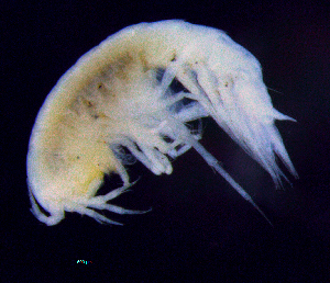  ( - 8-9S_Syno3_2012_9)  @11 [ ] CreativeCommons  Attribution Non-Commercial Share-Alike (2021) Anna Jazdzewska University of Lodz, Dept of Invertebrate Zoology and Hydrobiology