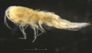  ( - 9-9S_Syno10_2012_3)  @11 [ ] CreativeCommons  Attribution Non-Commercial Share-Alike (2021) Anna Jazdzewska University of Lodz, Dept of Invertebrate Zoology and Hydrobiology