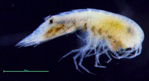  ( - 9-9S_Syno3_2012_2)  @11 [ ] CreativeCommons  Attribution Non-Commercial Share-Alike (2021) Anna Jazdzewska University of Lodz, Dept of Invertebrate Zoology and Hydrobiology