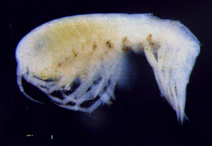  ( - 9-9S_Syno3_2012_3)  @11 [ ] CreativeCommons  Attribution Non-Commercial Share-Alike (2021) Anna Jazdzewska University of Lodz, Dept of Invertebrate Zoology and Hydrobiology